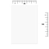 Globalstar Disposable Hygienic Towels 50pcs 50x100cm - Eco-Friendly Absorbent Cleaning Towels