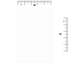 Globalstar Disposable Hygienic Towels 25pcs 80x160cm - Eco-Friendly Absorbent Cleaning Towels