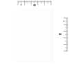 Globalstar Disposable Hygienic Towels 100pcs 30x60cm - Eco-Friendly Absorbent Cleaning Towels